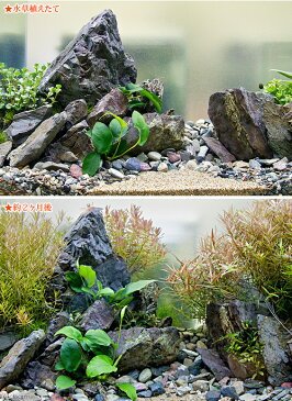 (水草)(エビ・貝)いのちの源流 水槽フルセット(器具+水草+コケ取り生体)説明書付き 本州・四国限定
