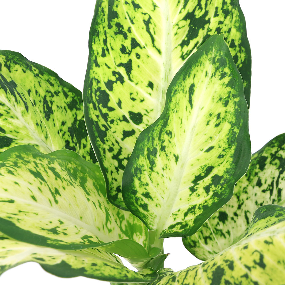 （観葉植物）ハイドロ苗9φ・Lサイズ ディフェンバギア（1ポット）