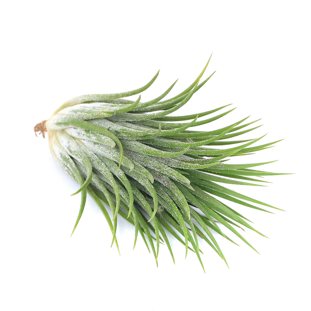 エアープランツチランジアイオナンタ...