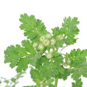 (観葉植物)ハーブ苗 フィーバーフュー 3号(1ポット) 家庭菜園