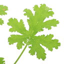 (観葉植物)ハーブ苗 ゼラニウム レモンバーム 3号(1ポット) アロマ 家庭菜園 クラフト 料理