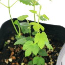(観葉植物)ハーブ苗 ホップ 雌株 3号(1ポット) アロマ 家庭菜園 クラフト 料理
