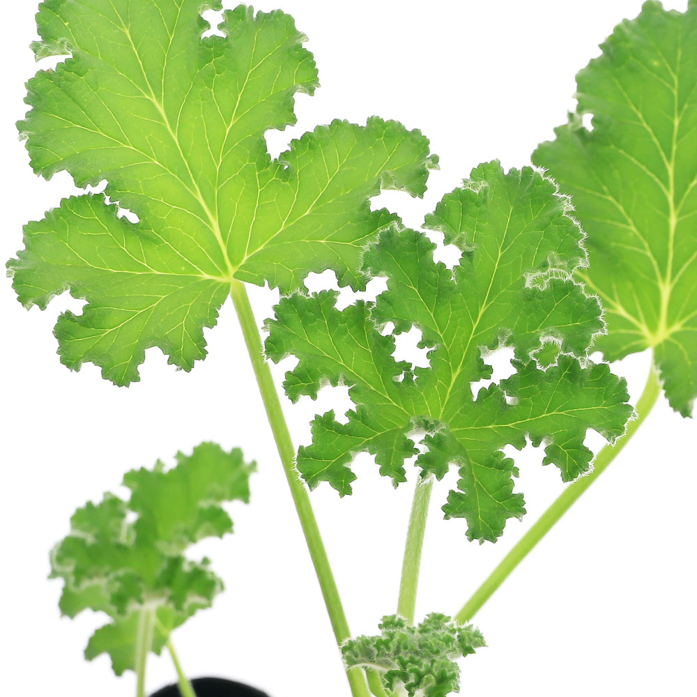 （観葉植物）ハーブ苗　ゼラニウム　カピタタム　3号（1ポット）　アロマ　家庭菜園　クラフト　料理【HLS_DU】