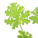 (観葉植物)ハーブ苗 ゼラニウム ピーコック 3号(1ポット) アロマ 家庭菜園 クラフト 料理 関東当日便