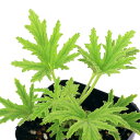 (観葉植物)ハーブ苗 ゼラニウム マーブルグレイ 3号(1ポット) アロマ 家庭菜園 クラフト 料理 関東当日便