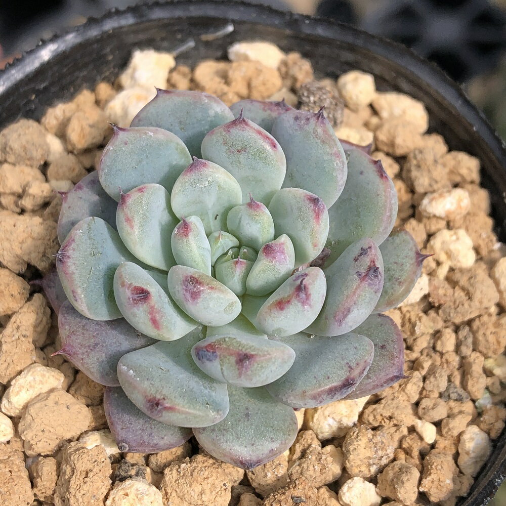 （観葉植物）エケベリア　ブルーミニマ　2．5号（1鉢）のサムネイル