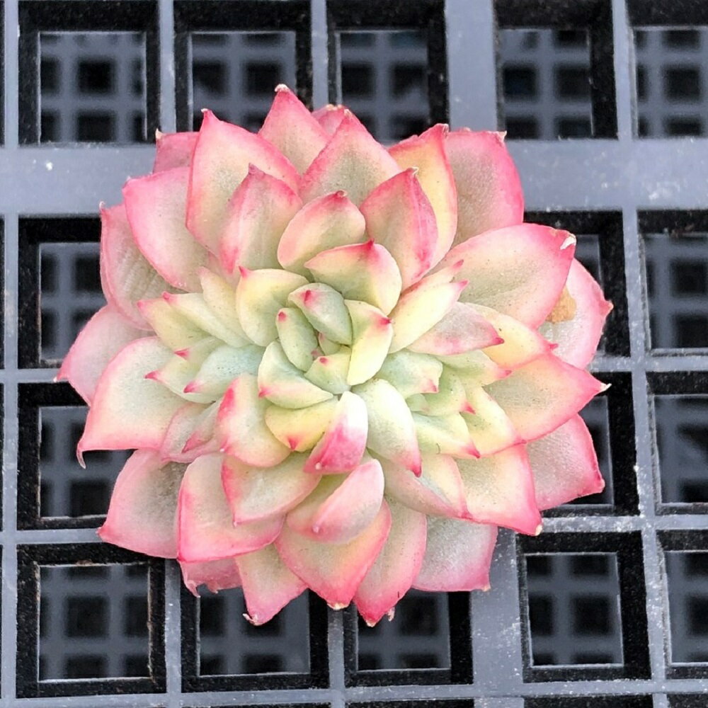 （観葉植物）カット苗　韓国苗　エケベリア　メビナ錦（1株）　発根管理中【HLS_DU】のサムネイル