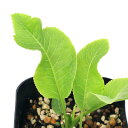 (観葉植物)ハーブ苗 ホースラディッシュ 3号(1ポット)家庭菜園