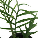 (観葉植物)フィロデンドロン トータム 4号(1鉢)