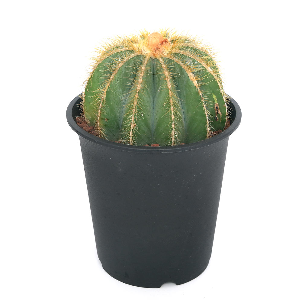 サボテン　パロディア　英冠丸　５号