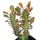 (観葉植物)ユーフォルビア トリゴナ レッド 3.5号(1鉢)