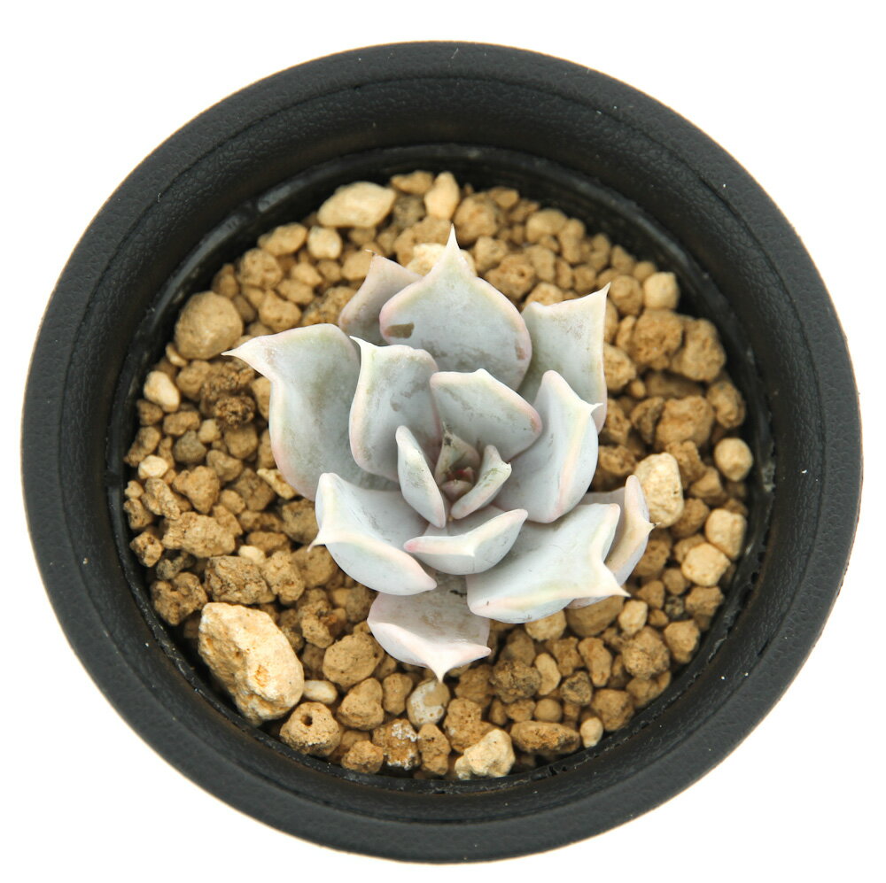 （観葉植物）エケベリア　リラシナ×ゴールドマニー　2．5号（1鉢）【HLS_DU】のサムネイル