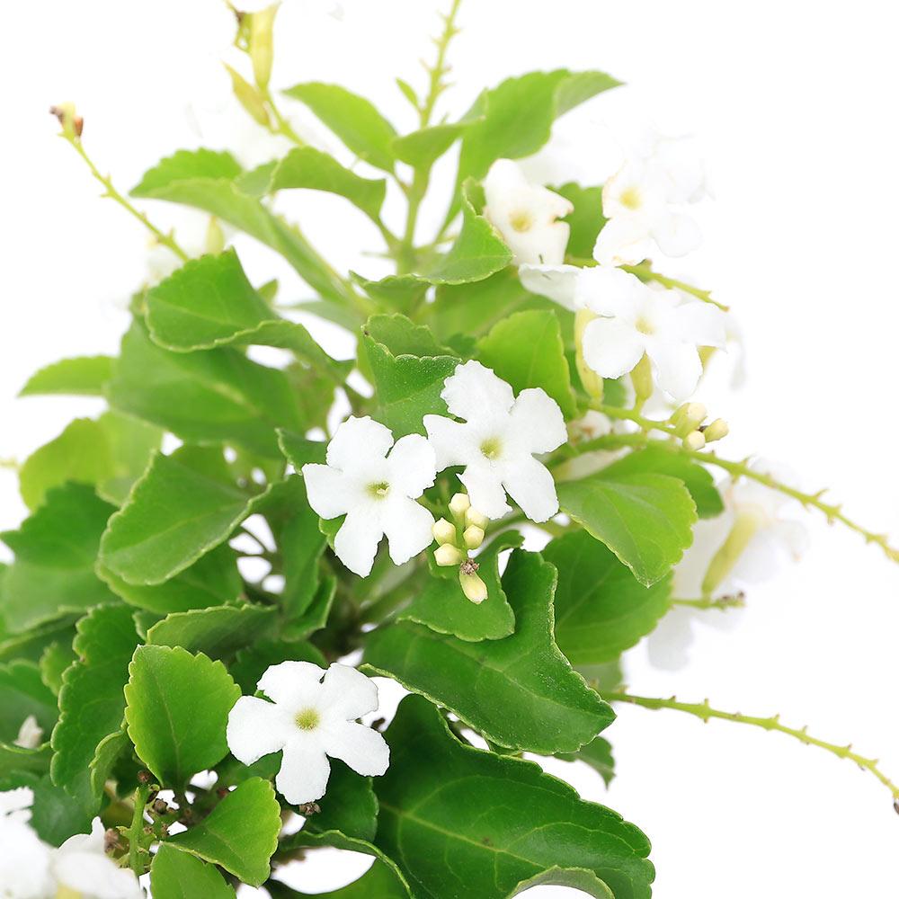 （観葉植物）デュランタ　アルバ　ホワイトラブ　スタンド仕立て　4号（1鉢）のサムネイル