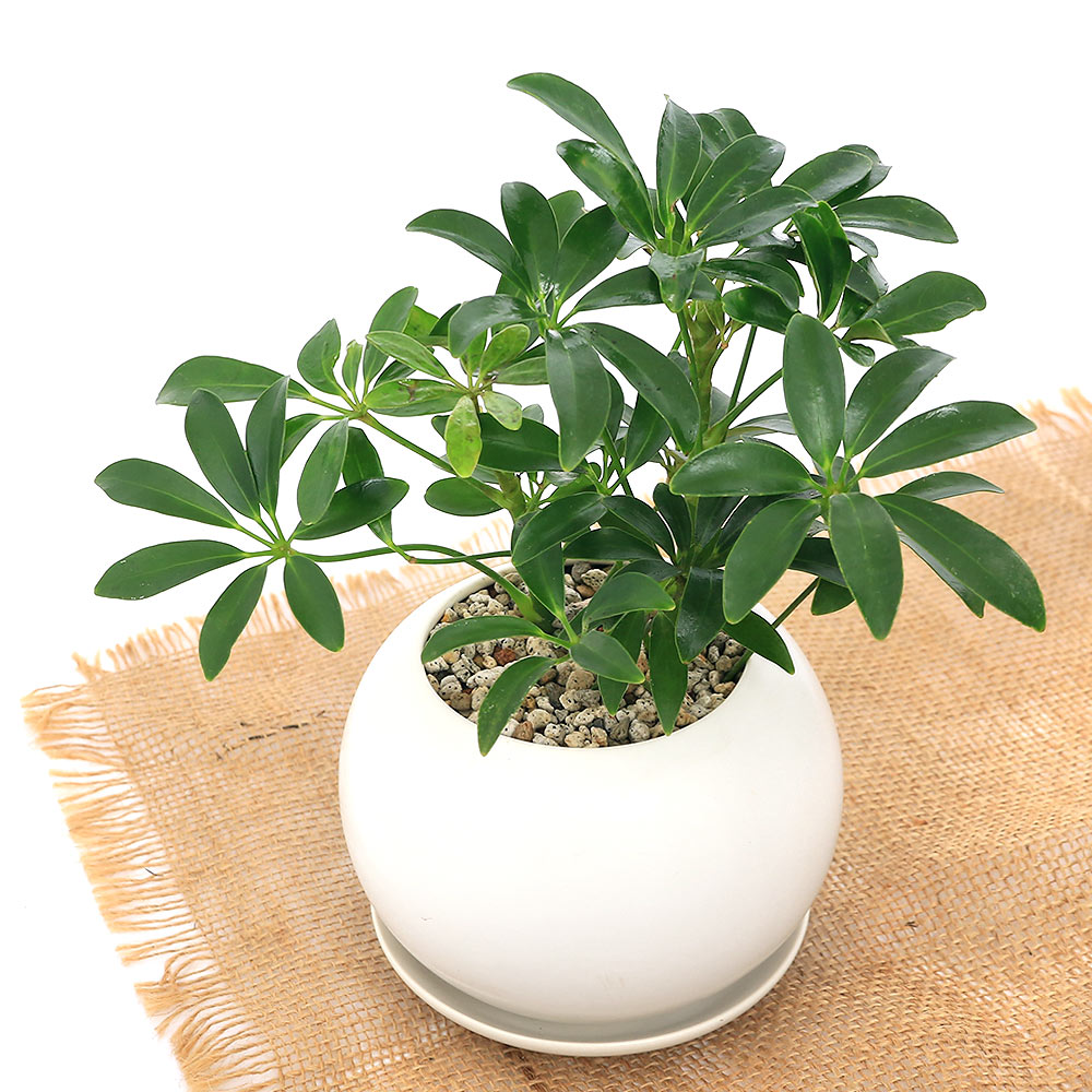 カポック （観葉植物）シェフレラ　ホンコン　マットボールM植え（1鉢）　受皿付　軽石砂　鉢植え　おしゃれ　室内　プレゼント【HLS_DU】