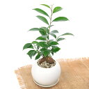 (観葉植物)小さい インテリア ガジュマル マットボールM植え(1鉢)受皿付 軽石砂 精霊が住む幸福の木 おしゃれ プレゼント