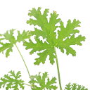 (観葉植物)ハーブ苗 ゼラニウム ブルボン 3号(1ポット) 家庭菜園 アロマ
