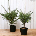 （観葉植物）送料無料　ウラジロモミ　本物もみの木　（1本）（樹高60～80cm）　クリスマスツリー　同梱不可【HLS_DU】