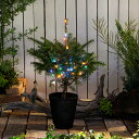 （観葉植物）クリスマスツリー　イルミネーション　ミックスカラー　もみの木（1本）（樹高60～80cm）　同梱不可