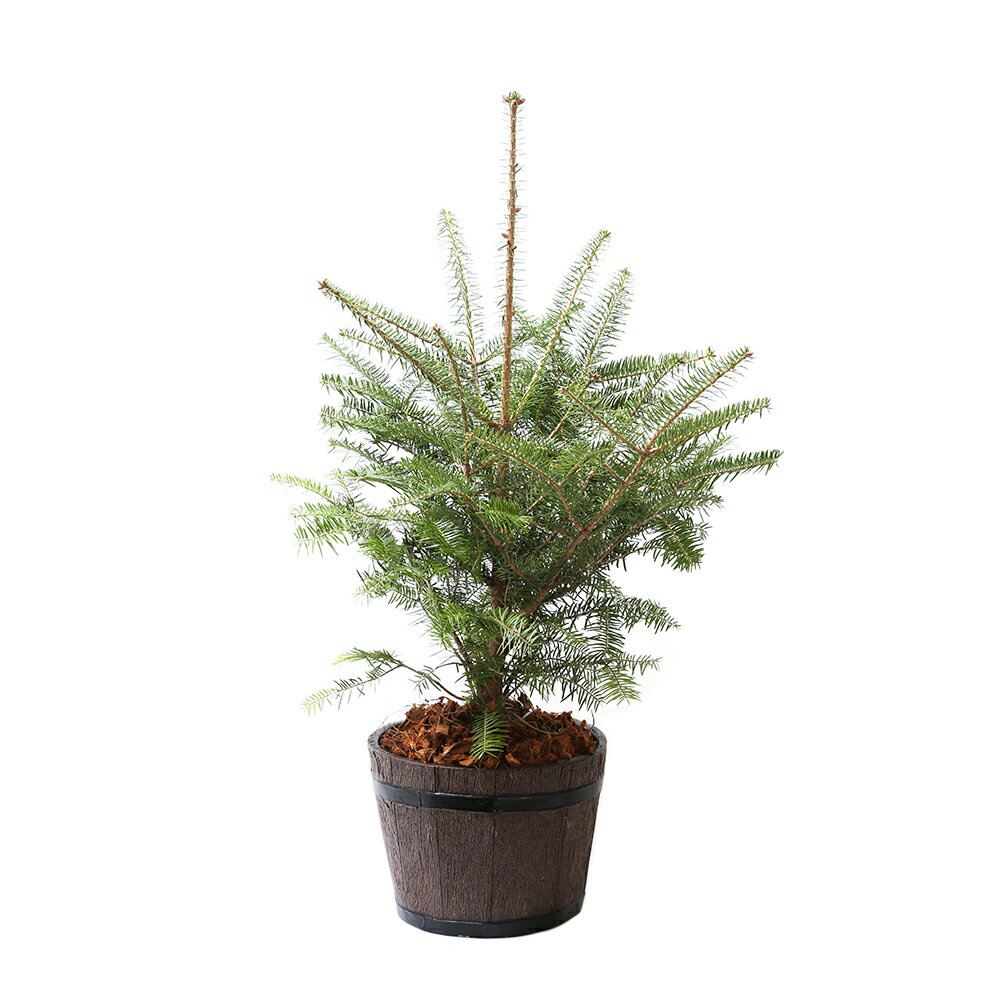 観葉植物 クリスマスツリー 植込み済 もみの木 FRP樽型プランター1鉢樹高60～80cm【HLS_DU】