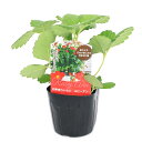 (観葉植物)野菜苗 イチゴ苗 四季成り ルビーアン 3号(1ポット)