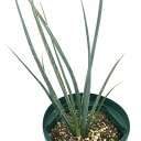 (観葉植物)ヘスペラロエ バルビフローラ 黄花 5号(1鉢)