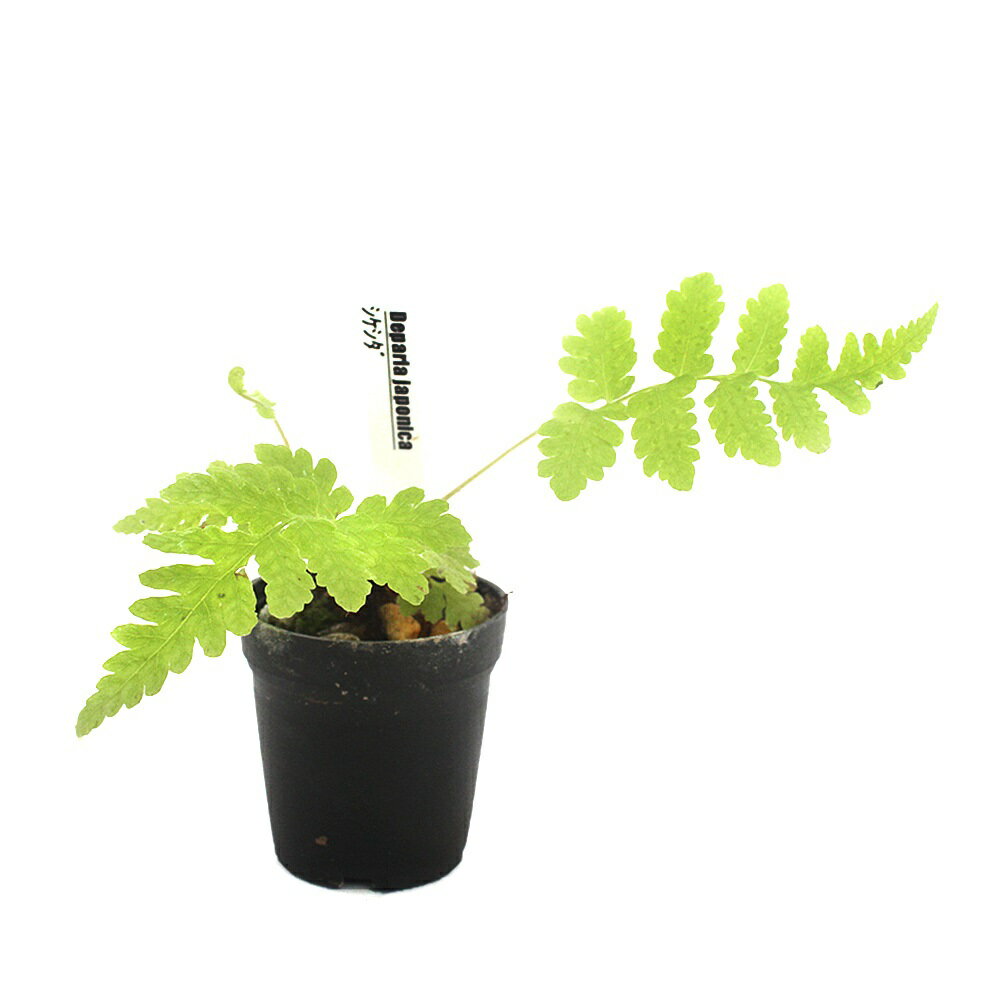 （観葉植物）ビバリウムプランツ シケシダ 3cmポット（1ポット）