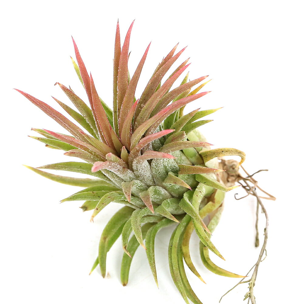 楽天市場】tillandsia ionantha(観葉植物|花・観葉植物):花 楽天市場】tillandsia ionantha(観葉植物|花・観葉植物):花