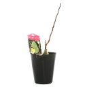 (観葉植物)果樹苗 ピーターソンポポー アレゲーニー 4号(1ポット) 家庭菜園 果物 フルーツ