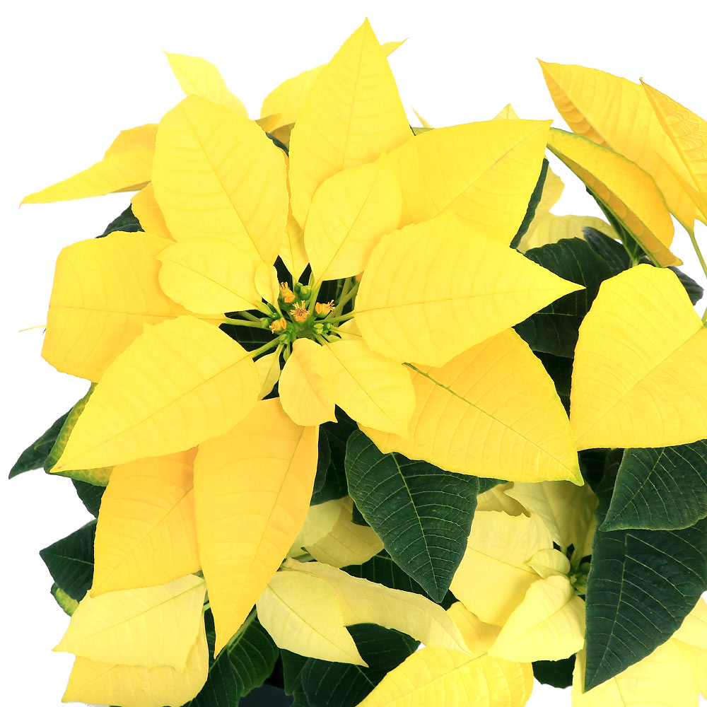 （観葉植物）ポインセチア　イエロールクス　5号（1鉢）　クリスマスフラワー【HLS_DU】のサムネイル