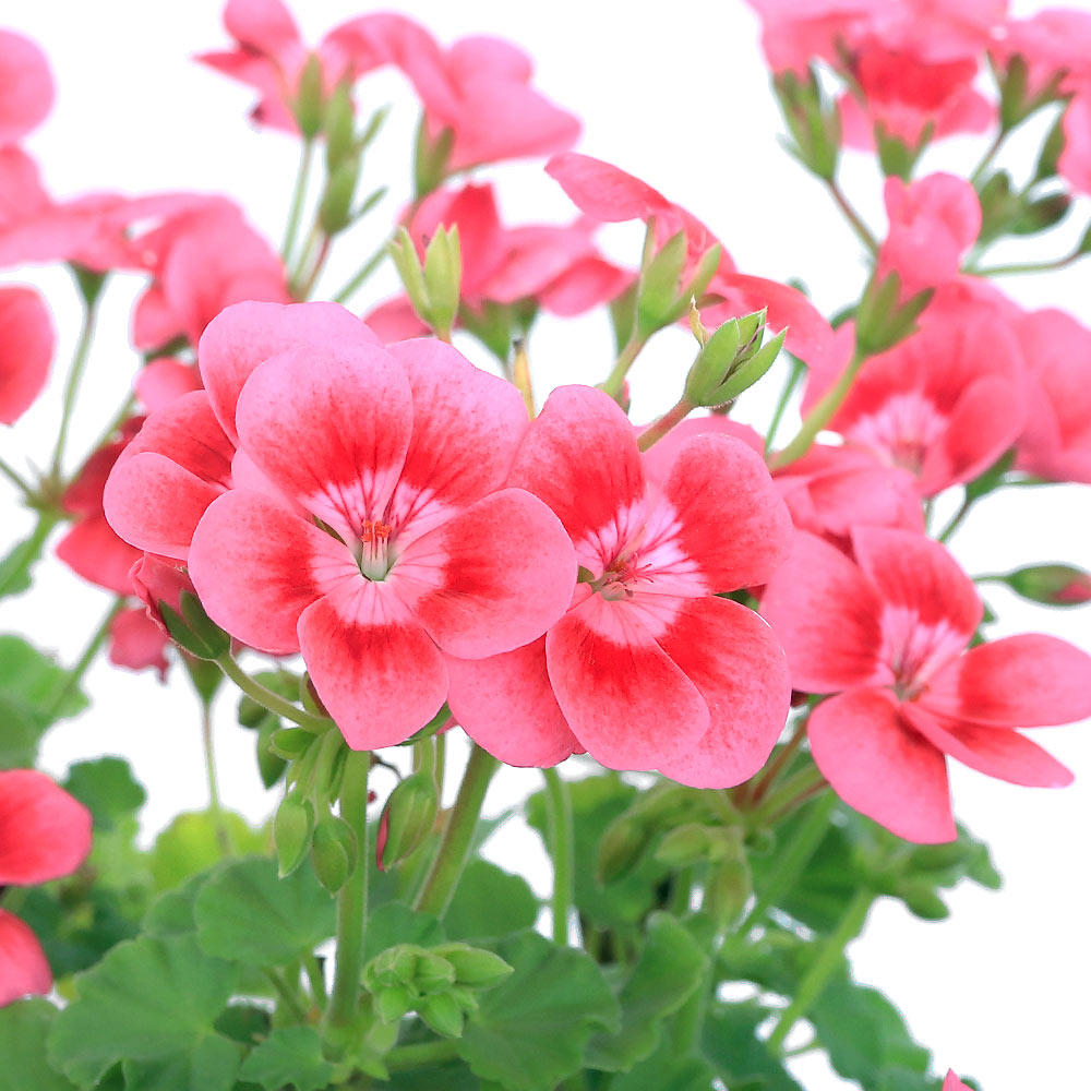 楽天市場】ゼラニウム(観葉植物|花・観葉植物):花・ガーデン 楽天市場】ゼラニウム(観葉植物|花・観葉植物):花・ガーデン