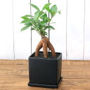 ガジュマル （観葉植物）ガジュマル　陶器鉢植え　マットブラック塗装鉢（1鉢）受け皿付き　溶岩砂　おしゃれ　多幸の木　幸運　縁起【HLS_DU】