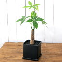 (観葉植物)パキラ 陶器鉢植え マットブラック塗装鉢(1鉢) 受皿付 溶岩砂 陶器 おしゃれ 発財樹 幸運 縁起