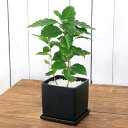 (観葉植物)コーヒーの木 陶器鉢植え マットブラック塗装鉢(1鉢)受け皿付 白砂利 陶器 おしゃれ インテリア 幸運 縁起
