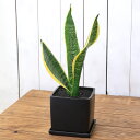 (観葉植物)インテリア サンスベリア 陶器鉢植え マットブラック塗装鉢(1鉢)受け皿付き 溶岩砂 陶器 おしゃれ 虎の尾 幸運 縁起