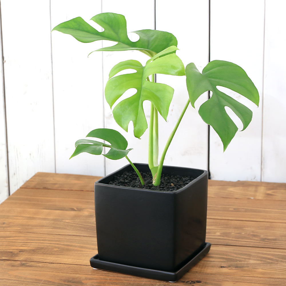 モンステラ （観葉植物）ヒメモンステラ　陶器鉢植え　マットブラック塗装鉢（1鉢）受け皿付き　溶岩砂　インテリア　おしゃれ　幸運　縁起【HLS_DU】