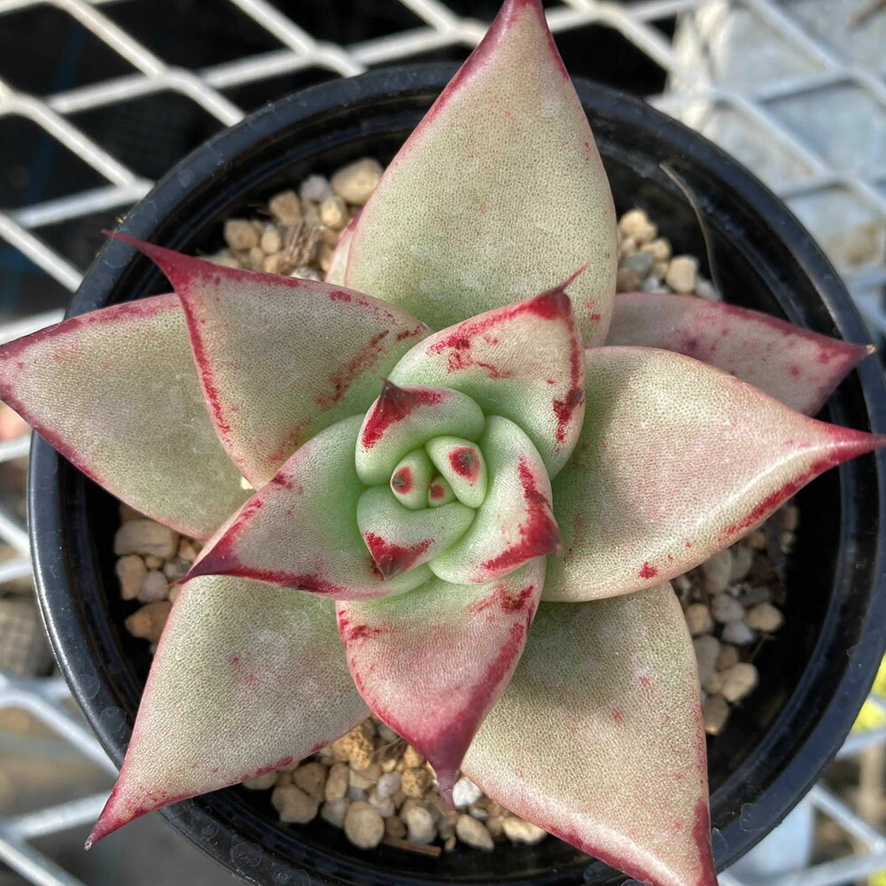 （観葉植物）エケベリア　エボニーsp．　3号（1ポット）【HLS_DU】のサムネイル