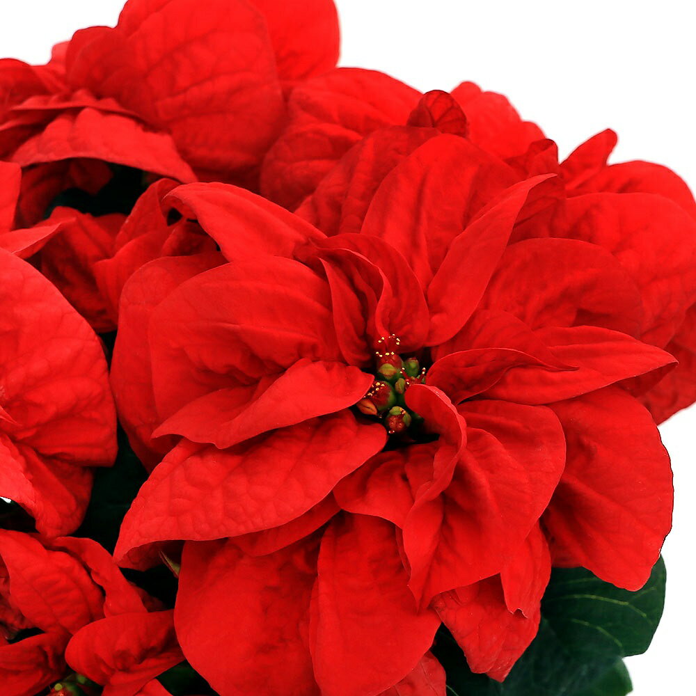 （観葉植物）ポインセチア ウインターローズ 4号（1鉢） クリスマスフラワー