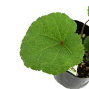 (観葉植物)ハーブ苗 ホリホック ブラック 3号(1ポット) 家庭菜園