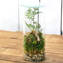 (観葉植物)苔テラリウム トキワシノブ 円柱ボトルSサイズ 蓋付(1個) コケテラリウム 苔テラ コケテラ 苔 インテリア