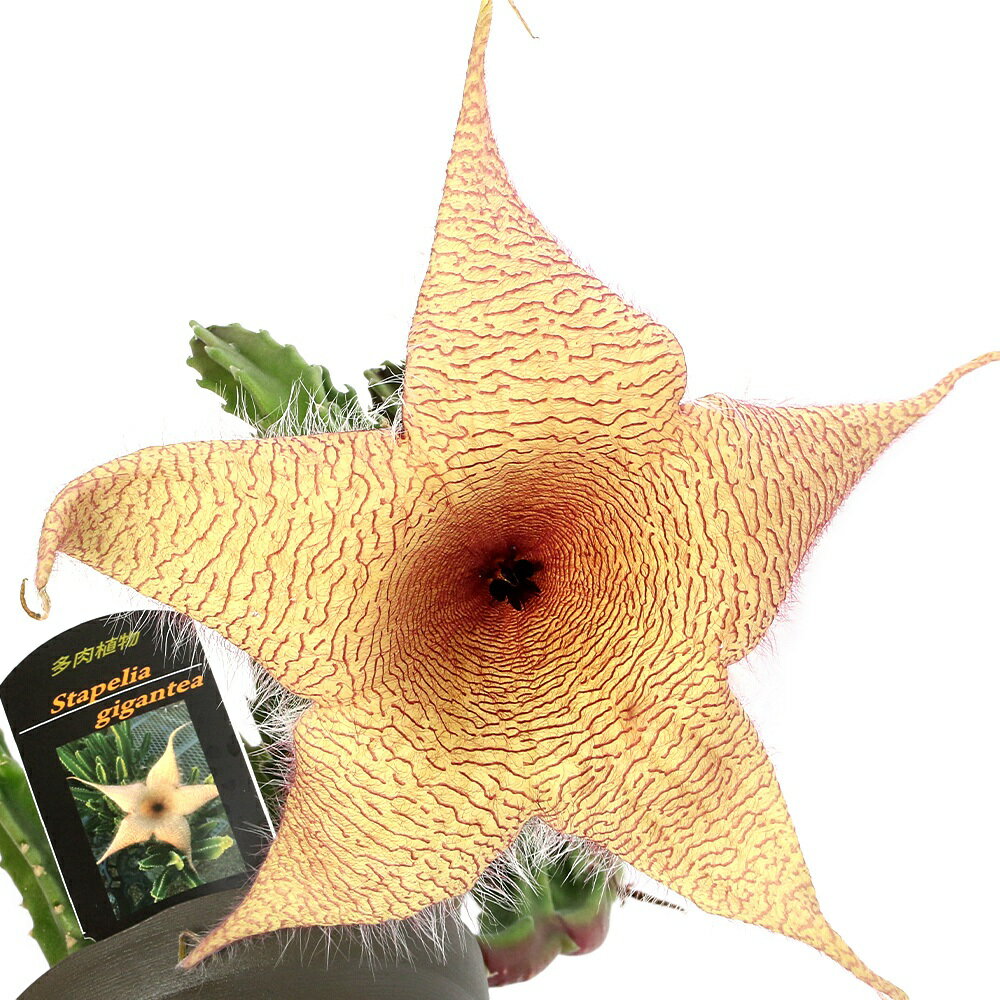 （多肉植物）スタペリア ギガンティア 3．5～4号（1ポット）