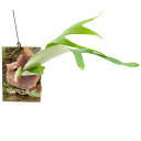 (観葉植物)一点物 ビカクシダ トサカ 板付き 活着済み(1株)(346534)