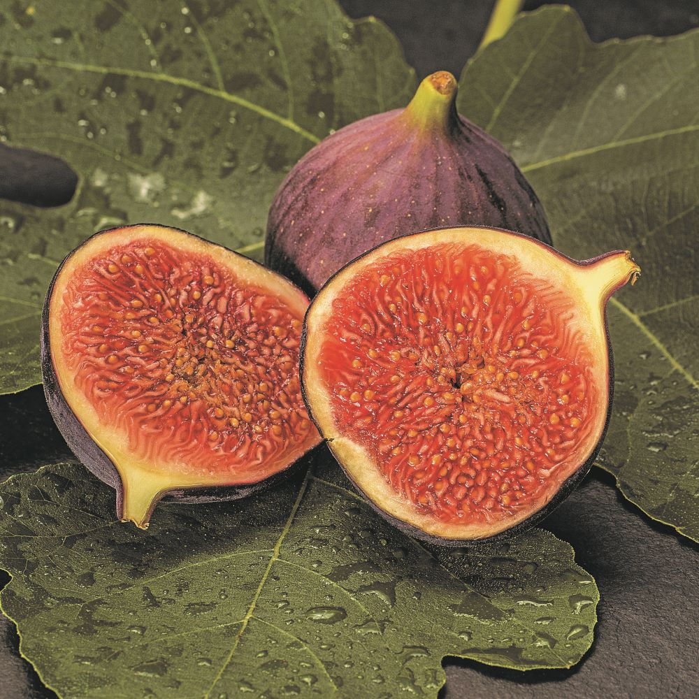 （観葉植物）果樹苗　黒イチジク　久留米くろみつ　4号（1ポット）　家庭菜園