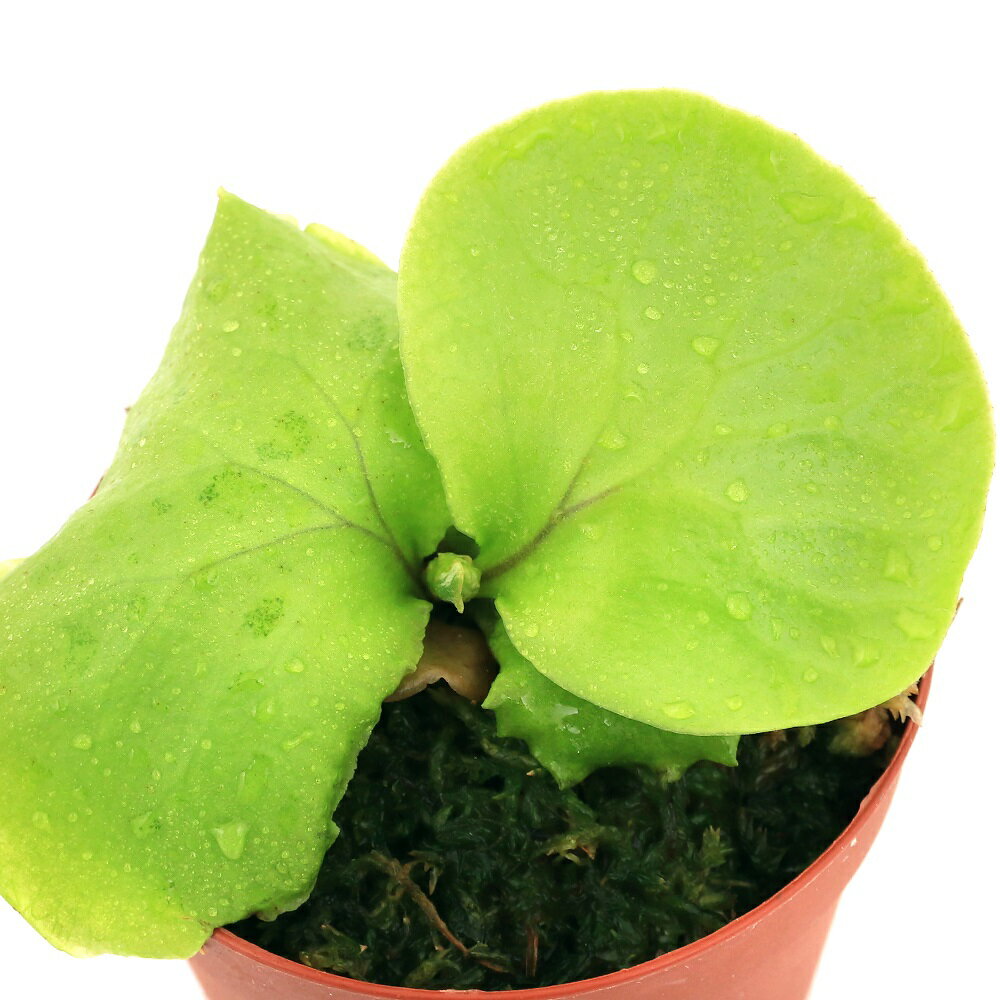 楽天市場】ビカクシダ リドレイ(花・観葉植物|花・ガーデン 楽天市場】ビカクシダ リドレイ(花・観葉植物|花・ガーデン