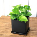 (観葉植物)ポトス グローバルグリーン 陶器鉢植え マットブラック塗装鉢(1鉢)受け皿付き 溶岩砂 おしゃれ