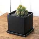 (観葉植物)サボテン 金晃丸 群生 陶器鉢植え マットブラック塗装鉢(1鉢)受け皿付き 溶岩砂 おしゃれ