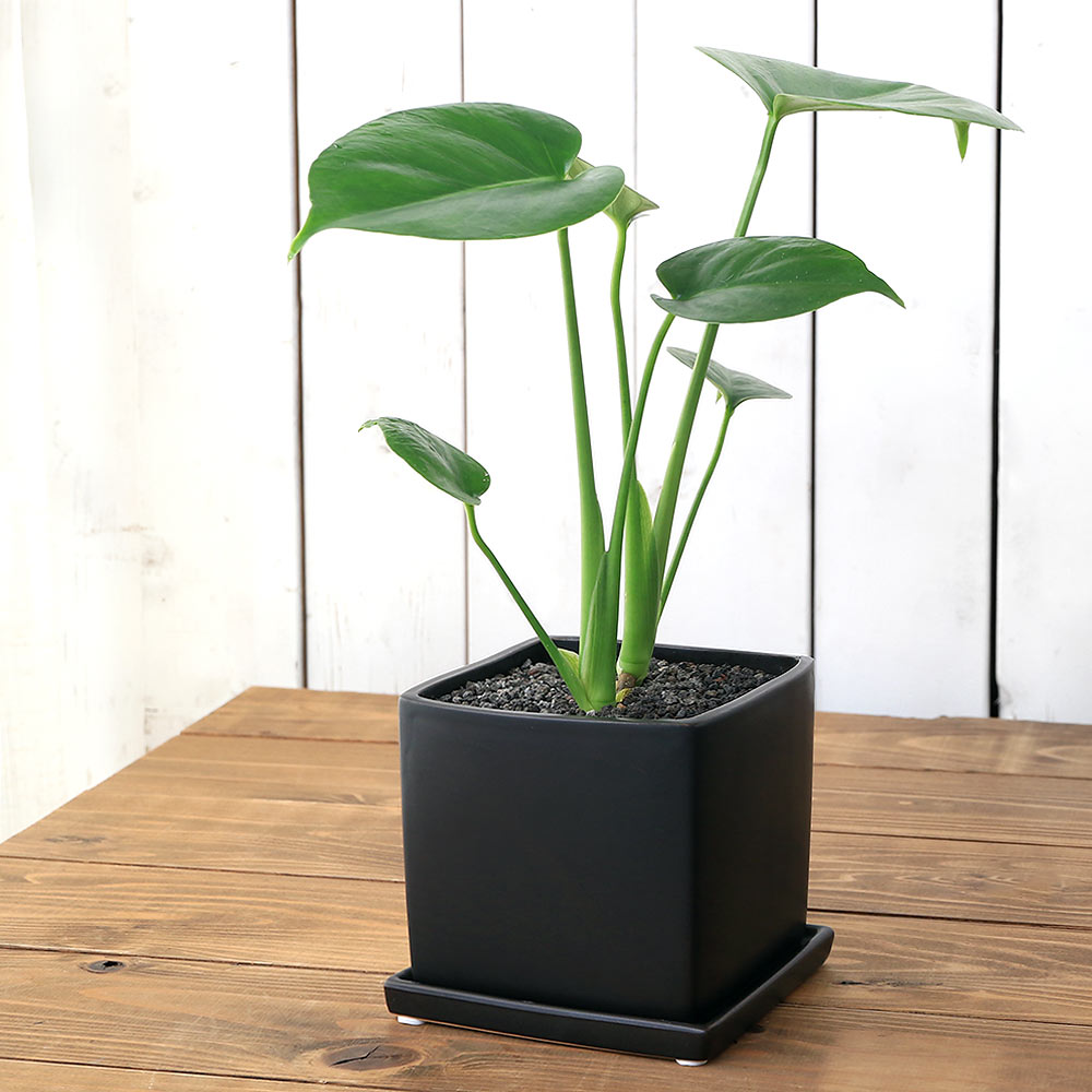 モンステラ （観葉植物）モンステラ　陶器鉢植え　マットブラック塗装鉢（1鉢）受け皿付き　溶岩砂　陶器　おしゃれ　幸運　縁起【HLS_DU】