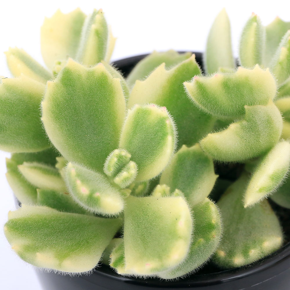 コチレドン属『熊童子（くまどうじ）』と『熊童子錦（くまどうじにしき