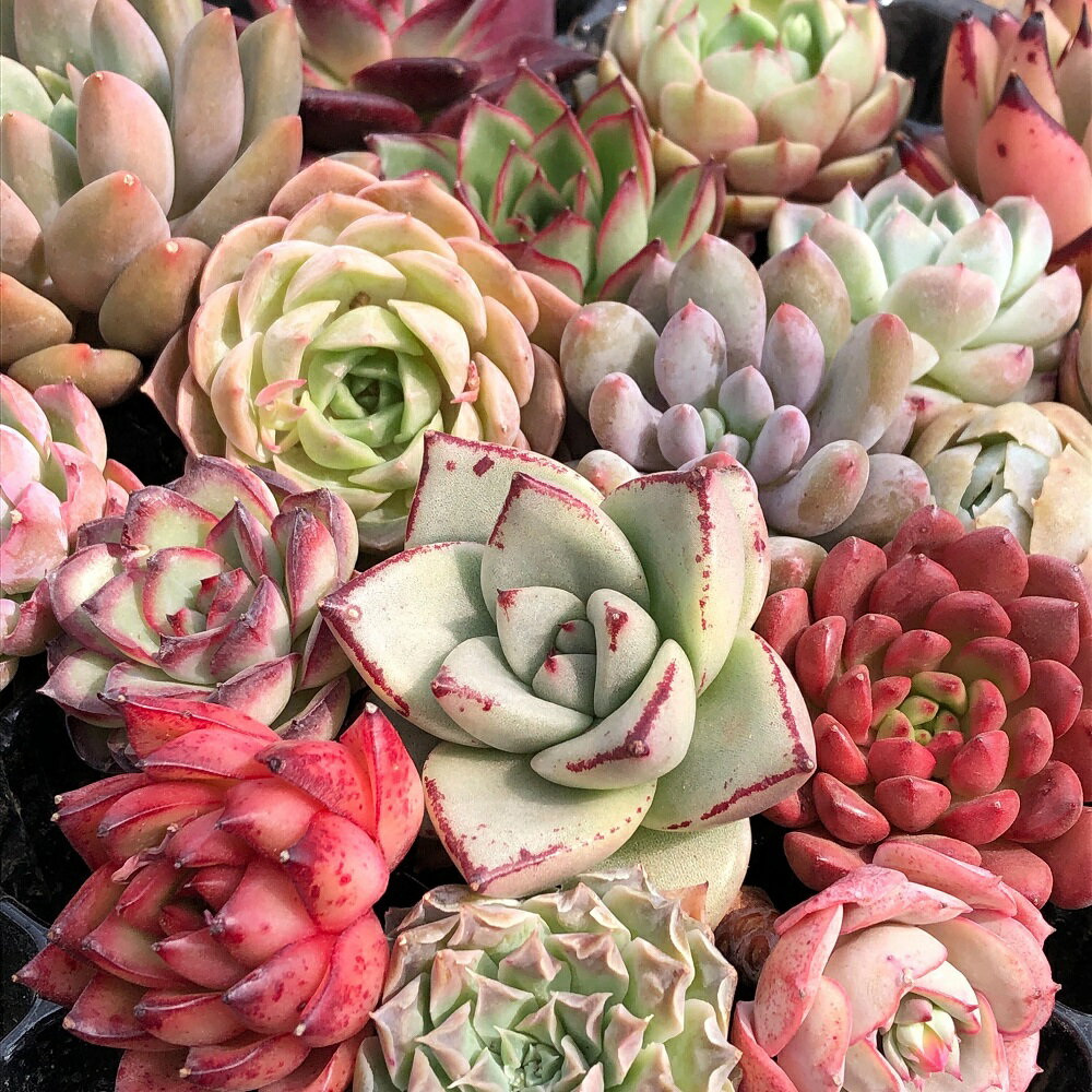 （観葉植物）カット苗　韓国苗　エケベリア　品種おまかせ（1株）（品種名付き）　発根管理中【HLS_DU】のサムネイル