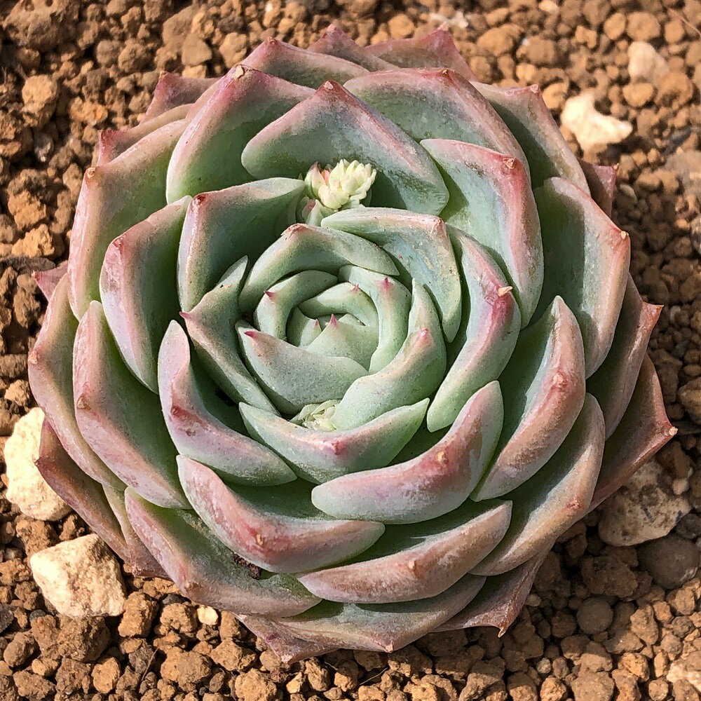 （観葉植物）カット苗　韓国苗　エケベリア　スカイワールド（1株）　発根管理中【HLS_DU】のサムネイル