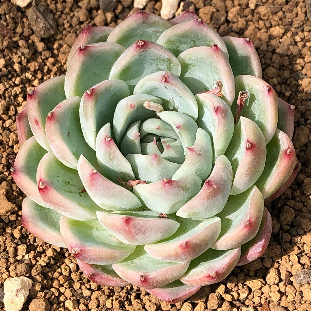 （観葉植物）カット苗　韓国苗　エケベリア　ピンククリスタルローズ（1株）　発根管理中のサムネイル